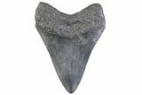 Fossil Megalodon Tooth - South Carolina #371958-1